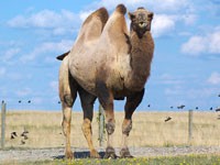 Верблюды вырабатывают антитела, преодолевающие гематоэнцефалический барьер