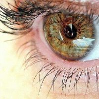 Антибактериальные свойства цитокератинов роговицы глаза