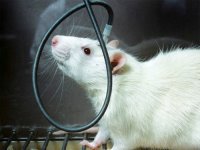 Российские ученые вживили в мозг крысы элементы, работающие на глюкозе